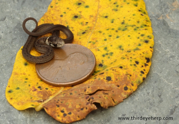 DeKay's Brown Snake